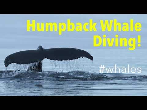 Humpback Whale (Megaptera novaeangliae) Showing Fluke before Diving