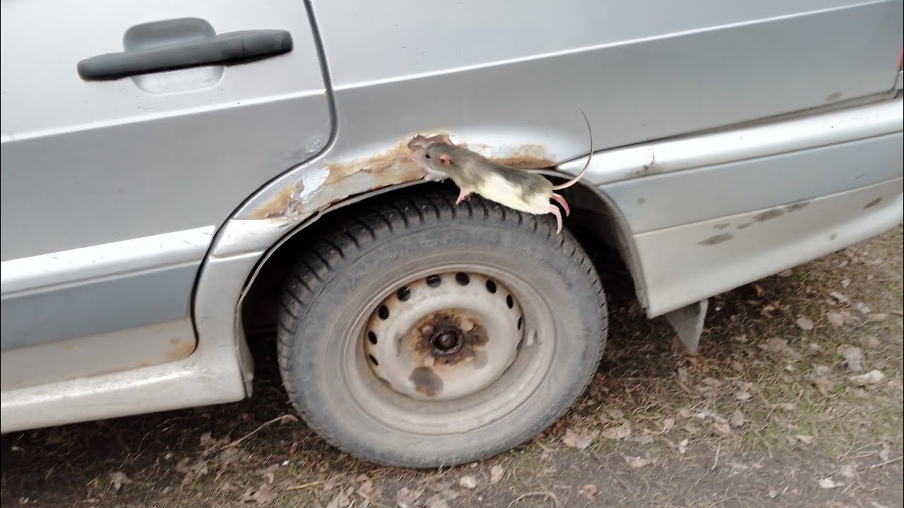 удоляем рыжики на кузове - YouTube