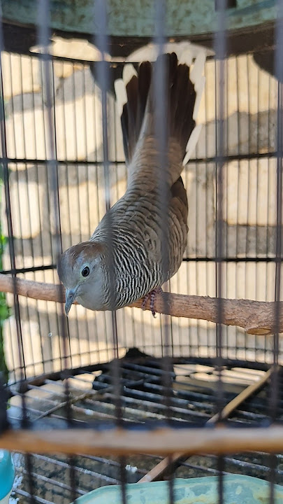 call his name and he'll sing it straight away 😁