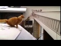 Waffles the terrible   worlds best funny cat fails epic jump