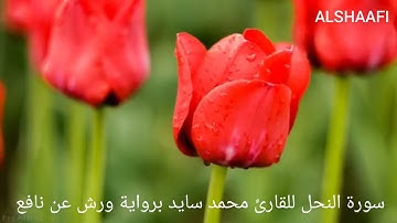 محمد سايد - سورة النحل |016| MOHAMED SAYED - SURAT AL NAHL