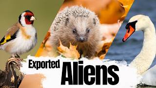 These Native British Animals Are Aliens In Other Countries