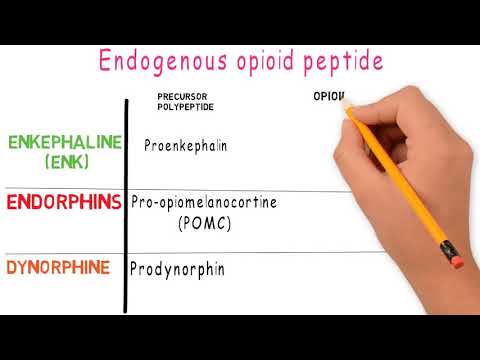 Opioid, endogenous opioid peptides, opioid receptors, endorphin, enkephalins