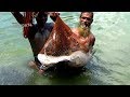 Unbelievable Cast Net Fishing।Big Fish Hunting By Cast Net।Net Fishing in the River(part-94)