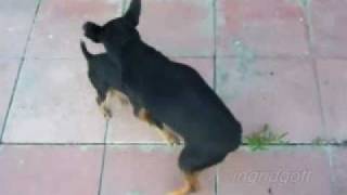 Doberman Chihuahua Mix And Miniature Doberman Pinscher Doberhuahua, Doberchi, Chiberman, Chiwawa