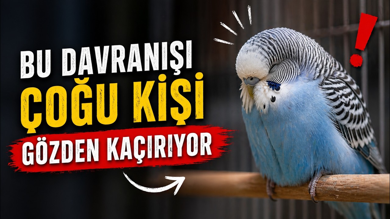 Bu Davranışı Çoğu Kişi Gözden Kaçırıyor ( Muhabbet Kuşları Davranışları ve anlamları) #MuhabbetKuşu