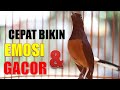 SORE HARI! PANCINGAN MURAI BATU GACOR ! SEKALI DENGER 99% AMPUH BIKIN MURAI BATU LANGSUNG EMOSI