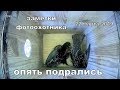 Скворцы опять поспорили за жилье. Заметки фотоохотника 22 марта 2019 года