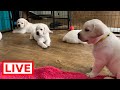 LIVE STREAM Puppy Cam! Cute Labrador Puppies in their Play Room!