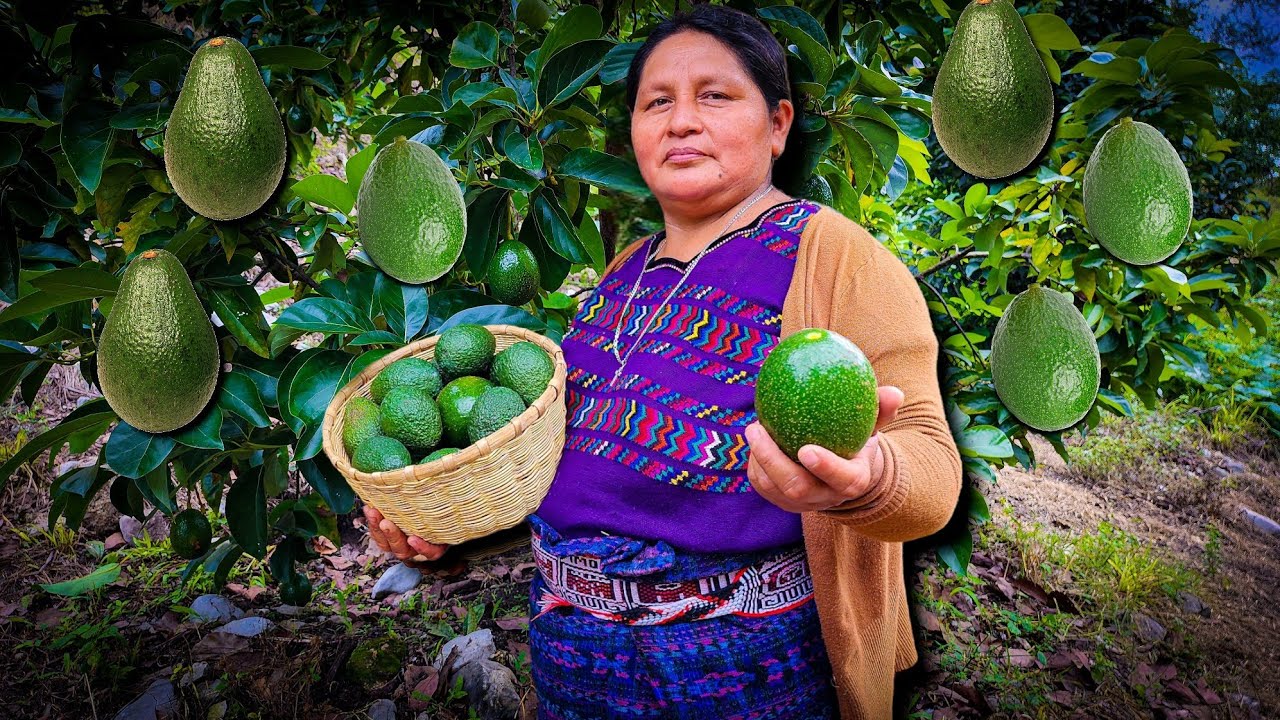 HELADO DE AGUACATE 😱 Cosechando oro verde
