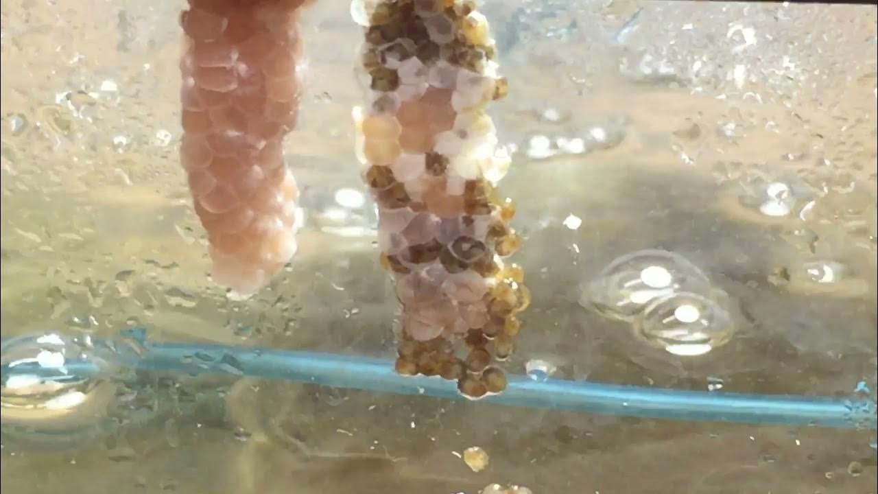 Mystery snails hatching YouTube