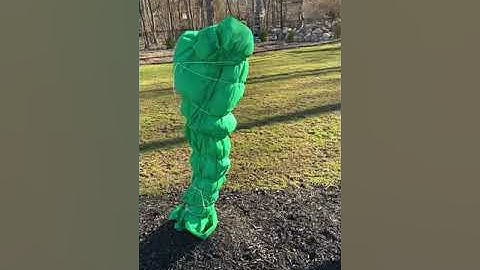 How I Over Winter My Inground Fig Trees.