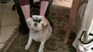 Farting Dog Joins Police