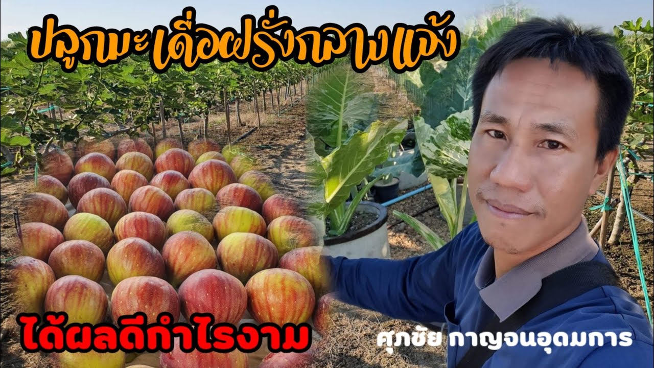 ปลูกมะเดื่อฝรั่งกลางแจ้ง#ไร่ฅนกาญจน์#แอดไลน์ 0811995361ศุภชัย กาญจนอุดมการTel.081-1995361