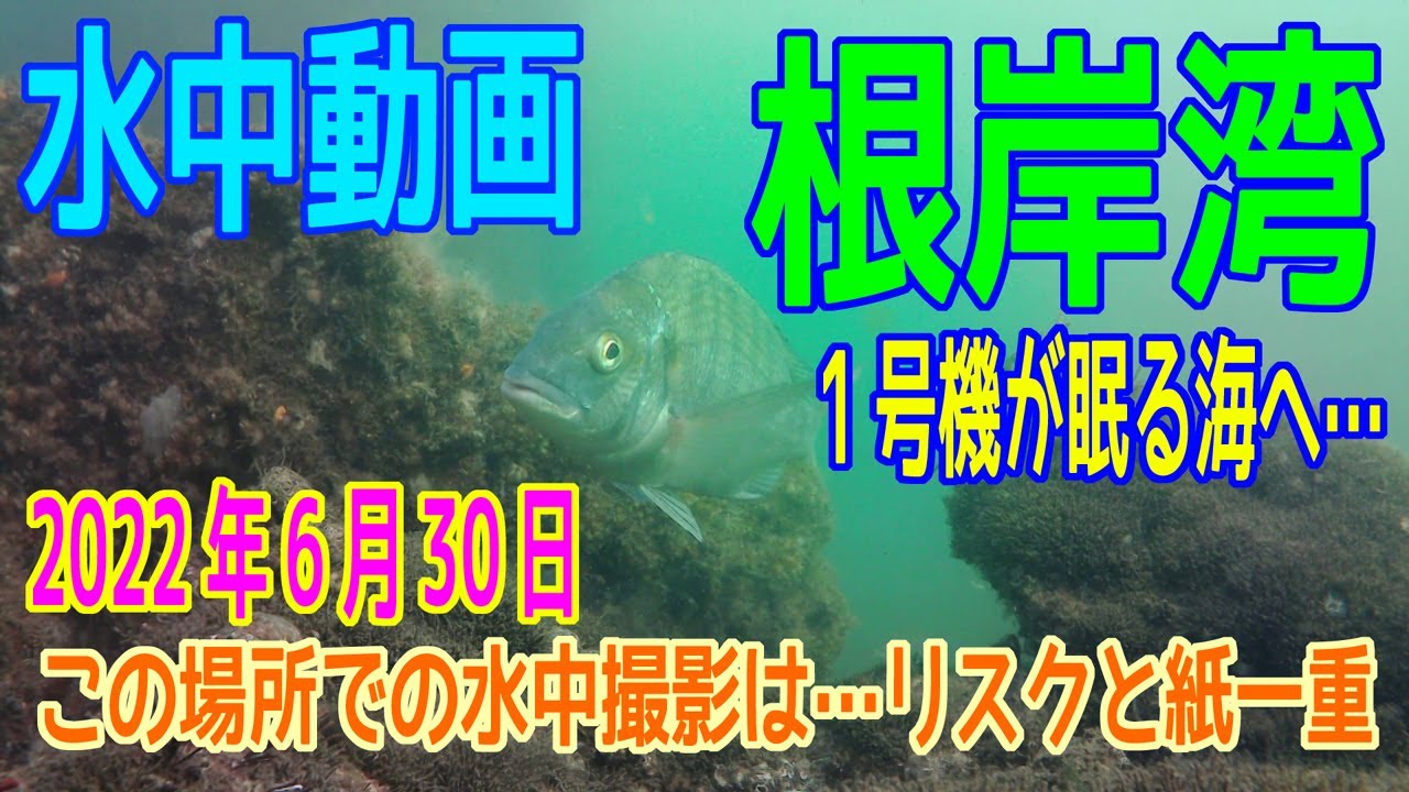 水中動画（2022年6月30日）in 根岸湾