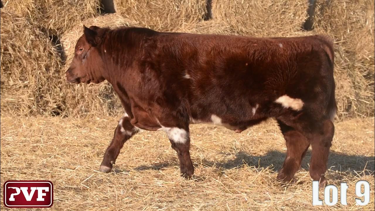 Paint Valley Farms 2021 The Bull Sale Lot 09 YouTube