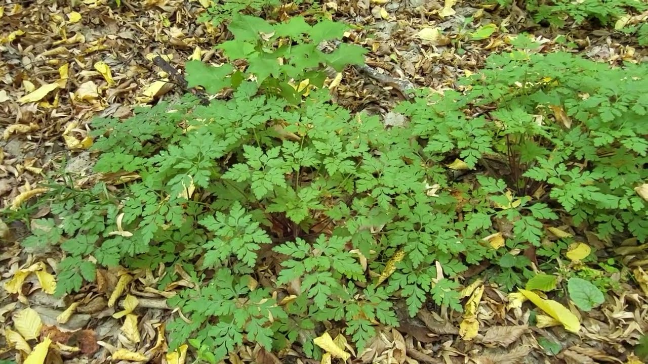 Just a Nice Walk in the Forest for Relaxation