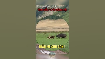 Tình mẫu tử ở động vật: Trâu mẹ cứu con khỏi bầy sư tử đói! #kensocsau #animals #nature