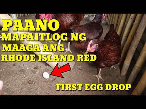 Video: Ano ang Makikita sa Rhode Island sa 5 Araw