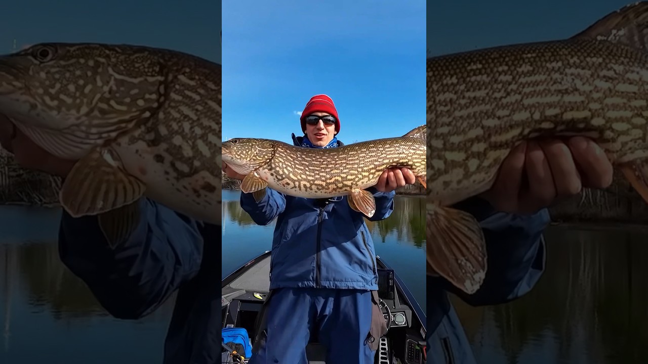 Catching BIG Pike in Downtown Toronto 