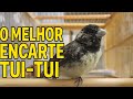 “O MELHOR Encarte Tui-Tui para Seu Filhote! Papa Capim Evolui Rápido!”