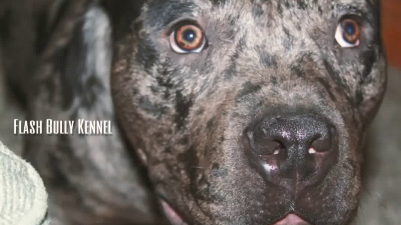 The Best looking Merle Bull @ Flash Bully Kennel - YouTube