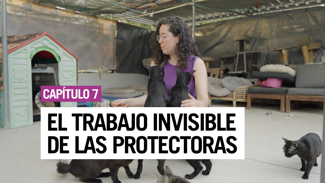 EL TRABAJO INVISIBLE DE LAS PROTECTORAS - MasnouGats y Carles Tamayo