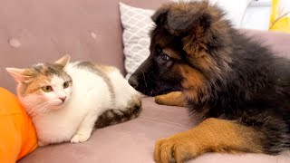 German Shepherd Puppy Reacts to Cats