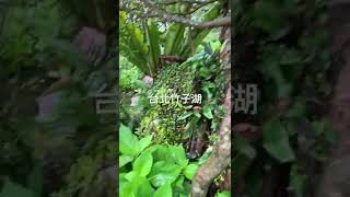 2022年7月2日竹子湖繡球花