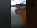 Capybara barking