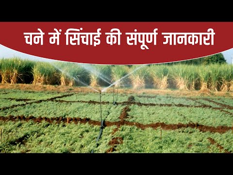 चने की फसल में सिंचाई प्रबंधन!  - चने की फसल में सिंचाई प्रबंधन! 