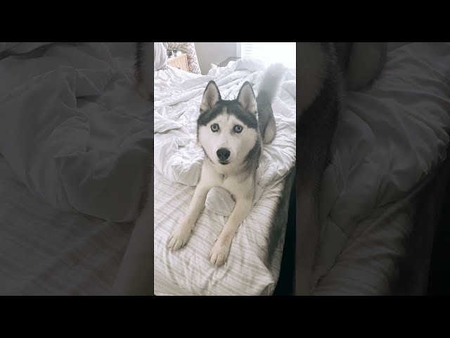 ハスキーに飼い主が Walk とつぶやくと 弾かれたように顔をあげ 玄関にダッシュするワンコがかわいい 1 2 ページ ねとらぼ ハスキーに飼い主が Walk とつぶやくと 弾かれたように顔をあげ 玄関にダッシュするワンコがかわいい 1 2 ページ ねとらぼ