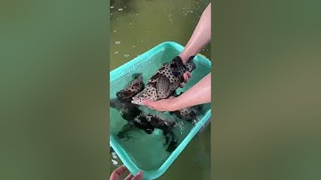 Cá mú chuột! Siêu phẩm bàn ăn cho đại gia, cập bến Mẻ Sớm #haisanmesom #fishing