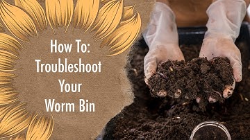 Worm Bin Problems? Here