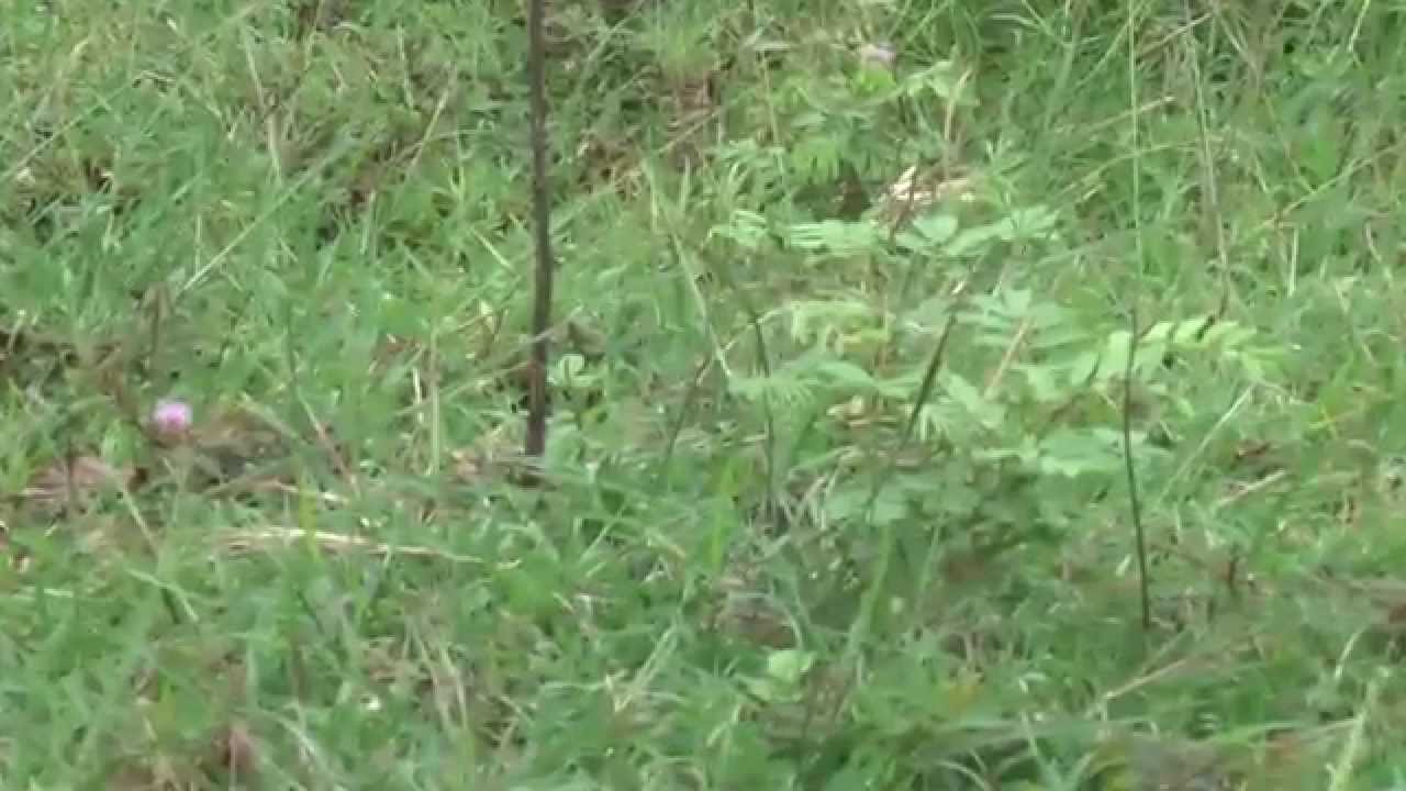 600sqft Land for Sale 21.90L in Anjanapura, Bangalore Refind11948