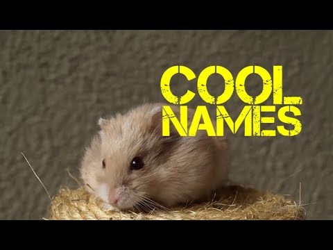 male-hamster-names-beginning-with-c---youtube