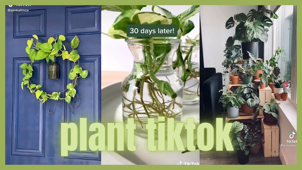 TikTok plants ) YouTube
