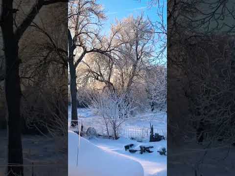 Video: ¿Iowa tiene árboles?