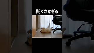 ひっくり返った虫みたいな動きなるのｶﾜｲｲ🦭 #shorts #猫 #ラグドール #甘えん坊猫 #猫のいる暮らし #ragdoll