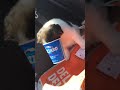 Puppy loves Dairy Queen - YouTube