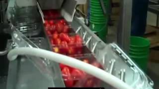 Cape Agrest I Pomidory Importer Hurtownia Dostawca I Eksporter