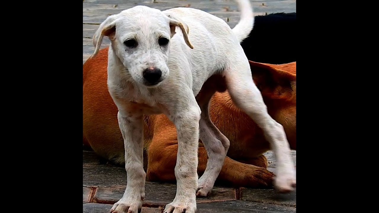 wow Handsome brother dodo very strong baby