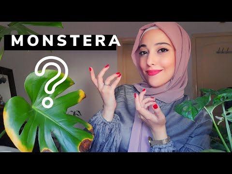 فيديو: أمراض Monstera: أسباب أمراض Monstera الرئيسية. ماذا تفعل إذا تحولت أوراق Monstera إلى اللون الأصفر أو الأسود؟ رعاية النبات والعلاج في المنزل