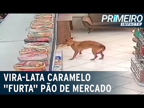 Vídeo: 17 maneiras que seu cão lhe fez uma pessoa melhor