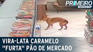 Vira-lata caramelo tira o sossego de comerciantes após “flagrantes” | Primeiro Impacto (29/09/22) screenshot 4