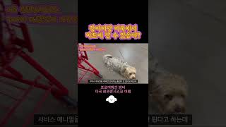 [ 강아지랑 미국마트에서 쇼핑할 수 있을까? ] 미국 샌프란시스코 트레이더죠 마트 #shorts