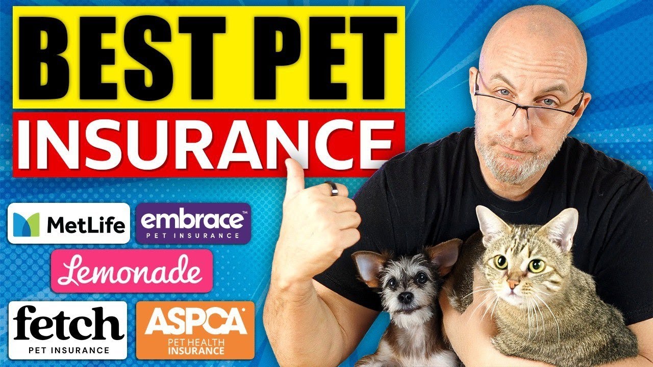 What is the Best Pet Insurance for Cats: Top Picks