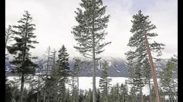 Teste de optical pelo android