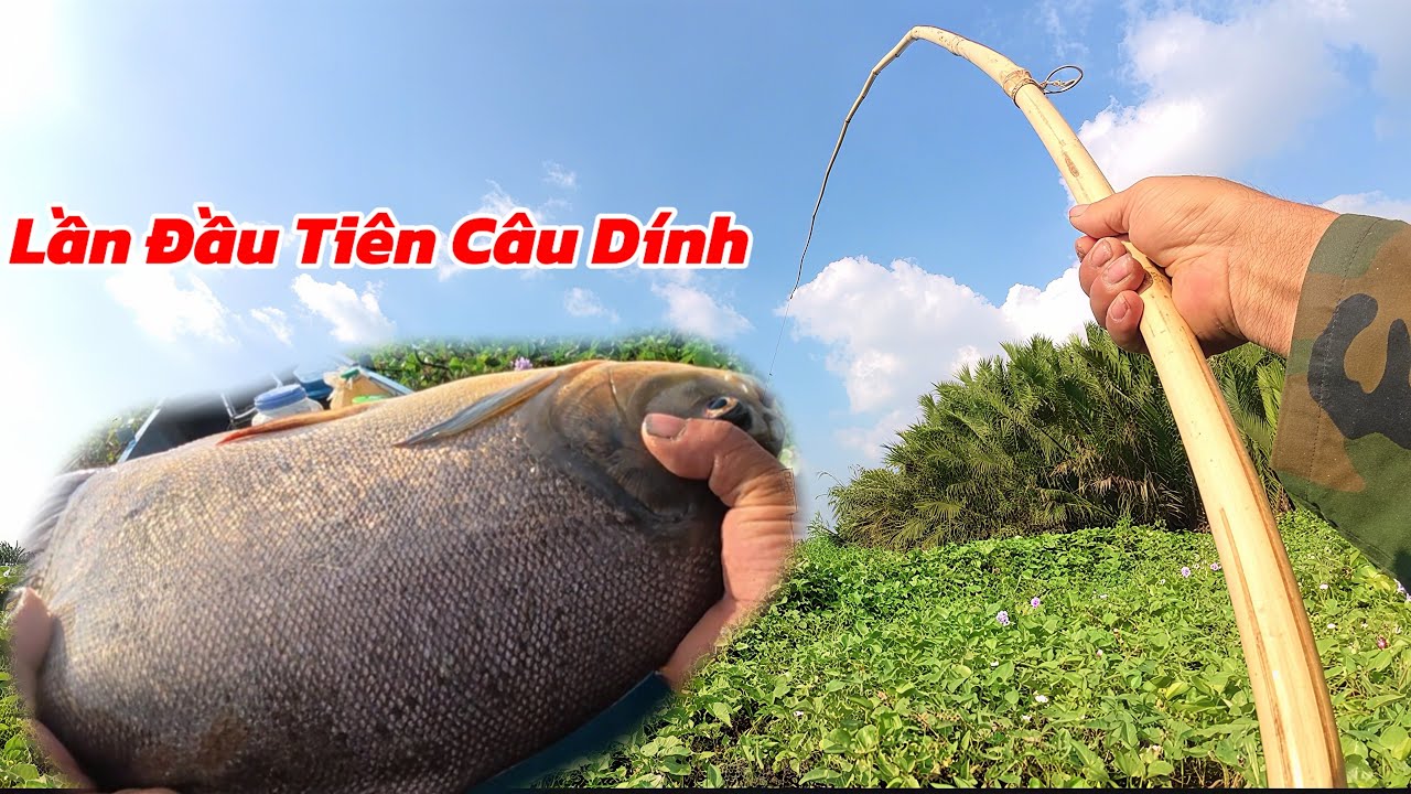 Không Ngờ Lần Đầu Tiên Câu Dính Được Cá Nầy Giật Lên Chới Với / Định Nguyễn Hậu Giang