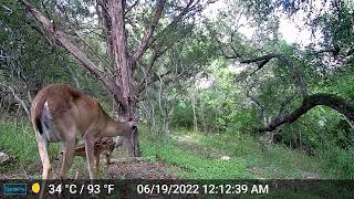 Little Bear Creek trail camera highlights 24-25